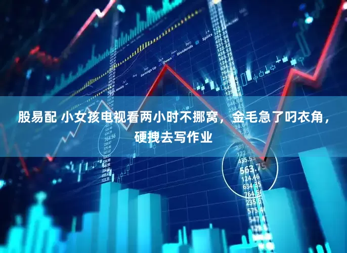 股易配 小女孩电视看两小时不挪窝，金毛急了叼衣角，硬拽去写作业